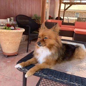 Meet your Posher, Lizz